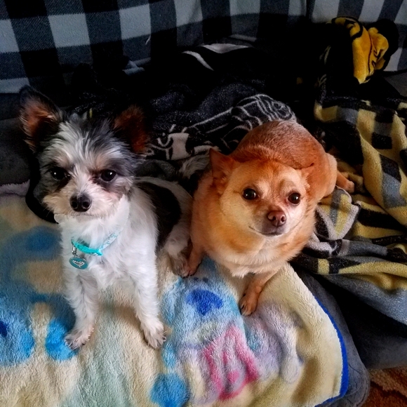 Meet your Posher, Misti - Picture 1 of 1